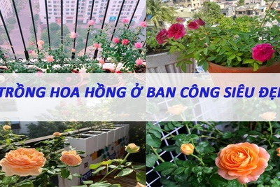 19 Ý Tưởng Thiết Kế Ban Công Trồng Hoa Hồng Đẹp