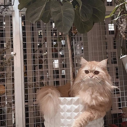 LƯỚI AN TOÀN CHO THÚ CƯNG