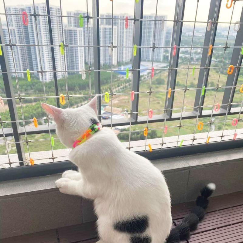 Vận chuyển thú cưng từ Hà Nội đi Sài Gòn nhanh chóng bằng tàu hỏa Vận chuyển thú cưng từ Hà Nội đi Sài Gòn nhanh chóng bằng tàu hỏa