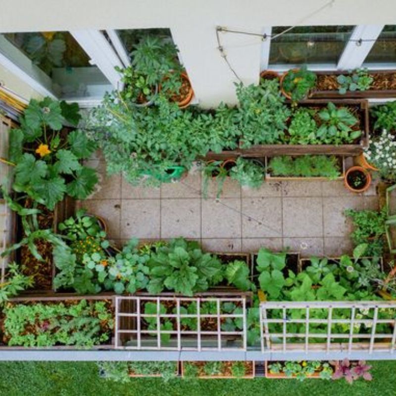 Tạo vườn rau nhỏ xinh ngoài ban công
